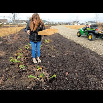What To Do with Bulbs in Pots When They’re Done Blooming + Thinning Seedlings!