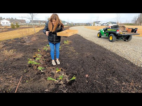 What To Do with Bulbs in Pots When They’re Done Blooming + Thinning Seedlings!