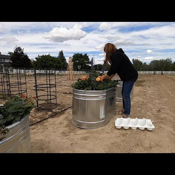 Planting Strawberries for Benjamin in Stock Tanks!