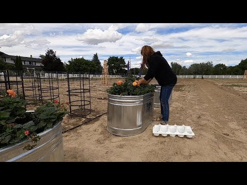 Planting Strawberries for Benjamin in Stock Tanks!