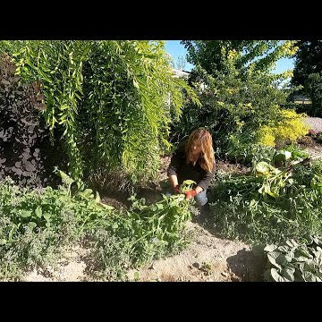 The Chicken Coop Flower Bed Needed Some Attention!