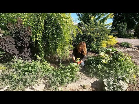 The Chicken Coop Flower Bed Needed Some Attention!