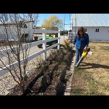 Pruning My Coralberry & Flower Bed Maintenance!