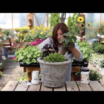 Flower Alley Part 4: Simple Container Ideas for Full Sun!