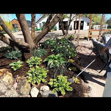 Digging Up & Moving 34 Hostas!!!