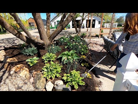 Digging Up & Moving 34 Hostas!!!