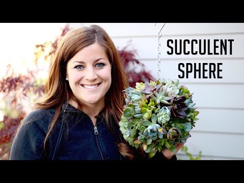 How to Make a Succulent Sphere