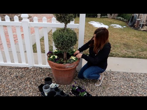 Planting Pots, Herb Starts & Begonias + Studio & Seedling Tour!