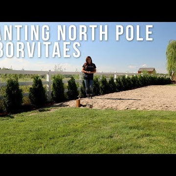 Finally Planting the North Pole Arborvitaes