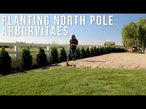 Finally Planting the North Pole Arborvitaes