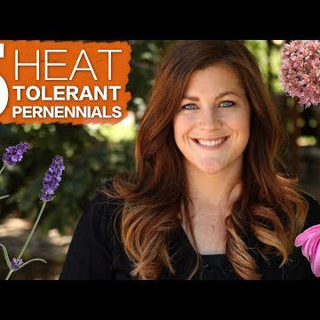 5 Heat Tolerant Perennials