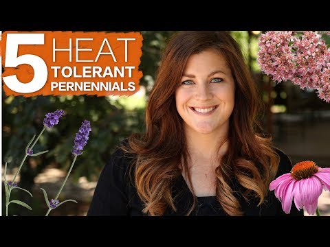 5 Heat Tolerant Perennials