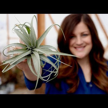 Air Plant Care Guide