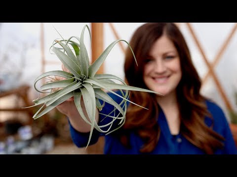 Air Plant Care Guide