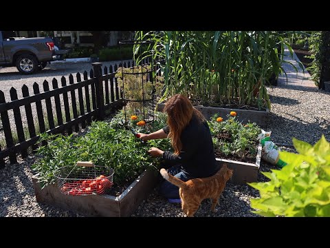 Raised Bed Vegetable Garden Tour & Maintenance!