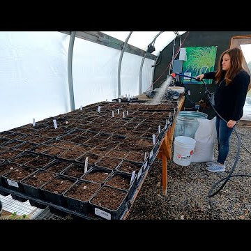 Potting Up Our Pre-Sprouted Ranunculus, Potting Daffodils, & Separating Lettuce Seedlings!