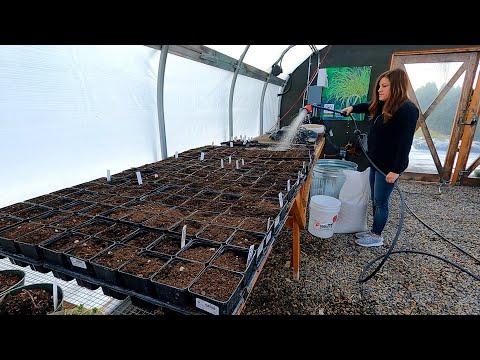 Potting Up Our Pre-Sprouted Ranunculus, Potting Daffodils, & Separating Lettuce Seedlings!