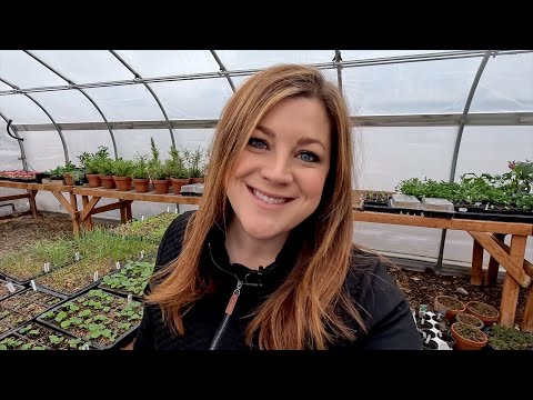 Seedling Care: Thinning, Separating, Fertilizing & Fixing Stretched Seedlings!