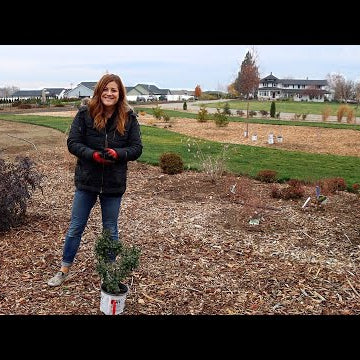 Still Planting Shrubs in November!!!