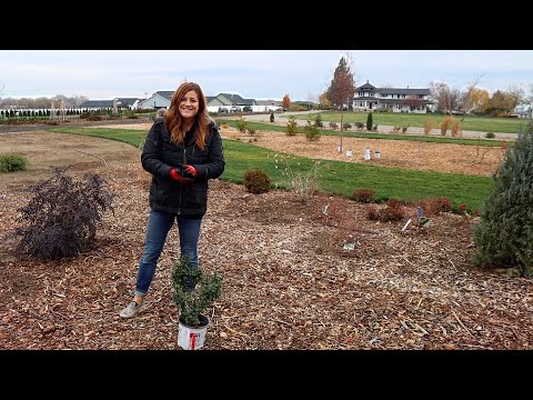 Still Planting Shrubs in November!!!