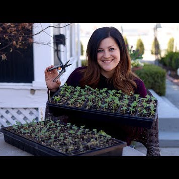 Thinning Seedlings!