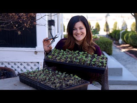 Thinning Seedlings!
