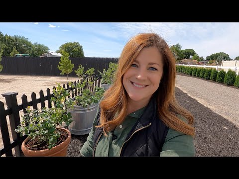 Growing Blueberries in Containers!