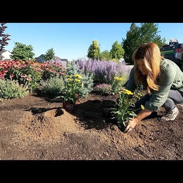 Planting 5 Varieties of Echinacea -  They LOVE the Heat!