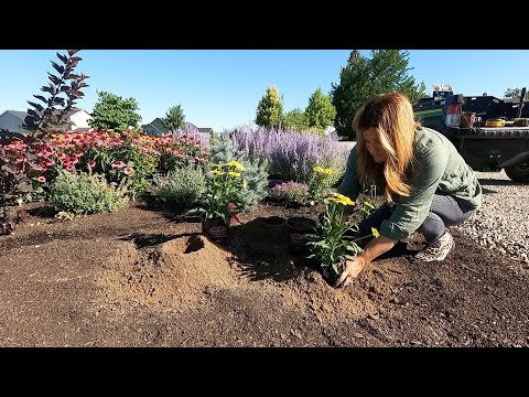 Planting 5 Varieties of Echinacea -  They LOVE the Heat!