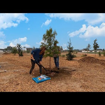 Planting More Trees + Daylilies