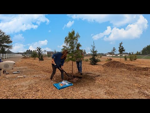 Planting More Trees + Daylilies