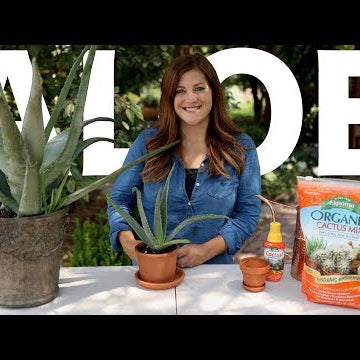 Aloe Vera Care Guide!
