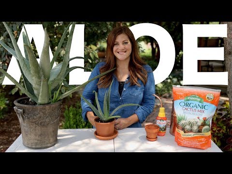 Aloe Vera Care Guide!