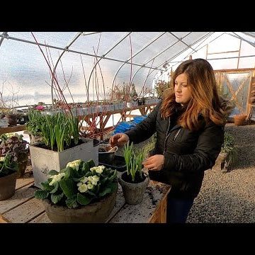 Spring Flowers + Potting Up Artichokes & Ornamental Kale!