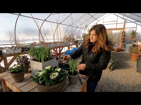 Spring Flowers + Potting Up Artichokes & Ornamental Kale!