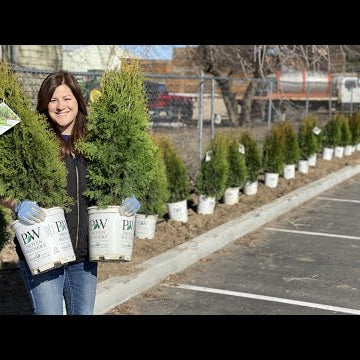We Figured Out an Easier Way to Plant a Hedge of Arborvitaes!