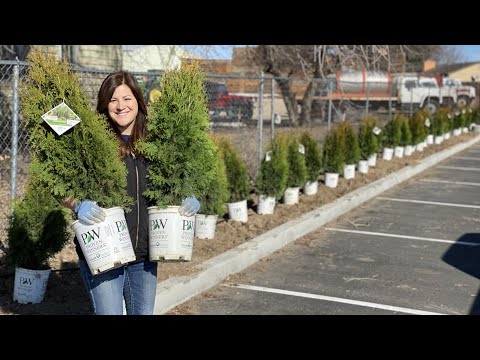 We Figured Out an Easier Way to Plant a Hedge of Arborvitaes!