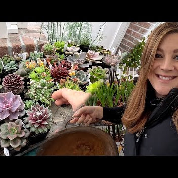 Planting Sempervivums and Sweet Peas!