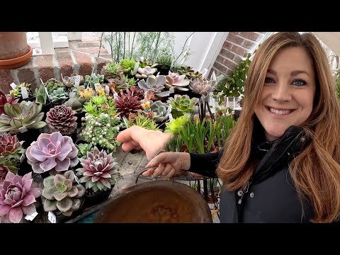 Planting Sempervivums and Sweet Peas!