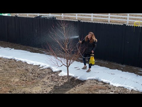 Spraying Fruit Trees & Planting Peppers!