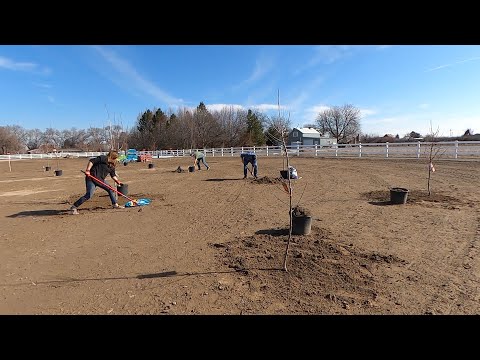 We Planted an Orchard!