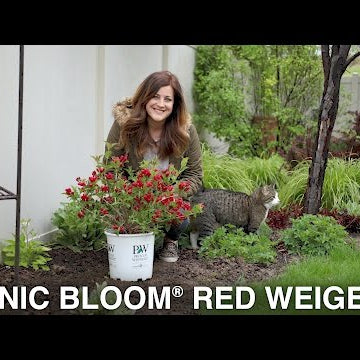 Sonic Bloom Red Weigela
