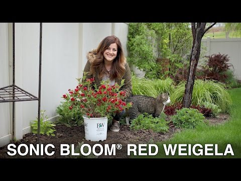 Sonic Bloom Red Weigela