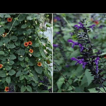 UPDATE On My Thunbergia and Salvia!