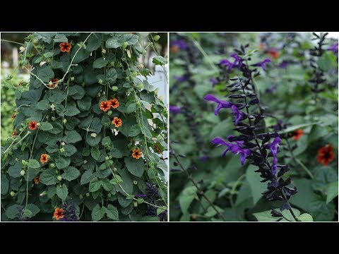 UPDATE On My Thunbergia and Salvia!