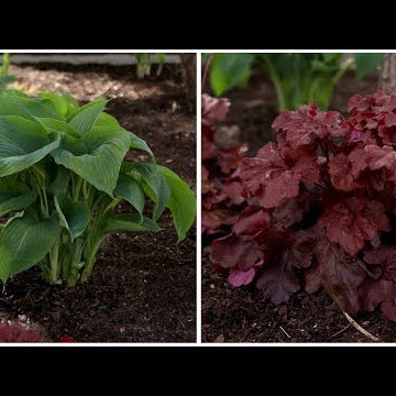 Planting a Few Shade-Loving Plants!
