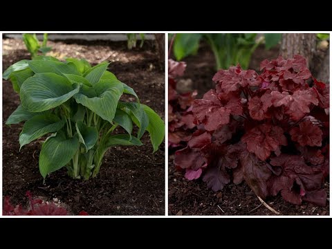 Planting a Few Shade-Loving Plants!