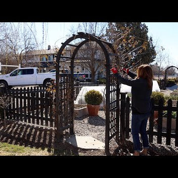 Pruning Climbing Roses on a Trellis, Arbor & Obelisk!