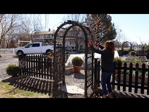 Pruning Climbing Roses on a Trellis, Arbor & Obelisk!