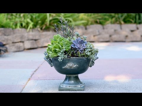 Succulent Inspiration #1